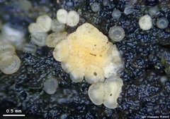 Bisporella subpallida