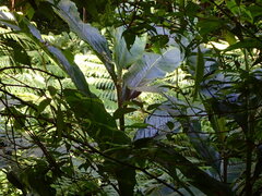 Alpinia uraiensis