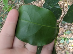 Celtis paniculata