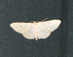 Scopula benitaria