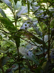 Alpinia uraiensis