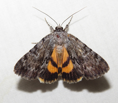 Catocala sordida