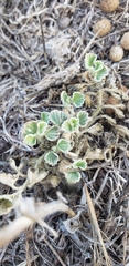Malvella leprosa