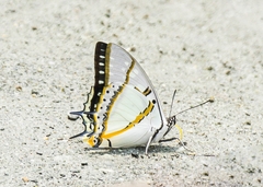 Polyura eudamippus