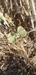 Malvella leprosa