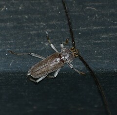 Gnaphalodes trachyderoides