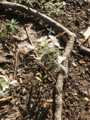 Cardamine concatenata