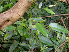 Ficus virgata