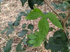 Diplocyclos palmatus