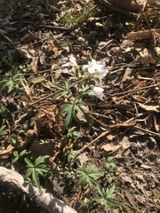 Cardamine concatenata