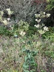 Arnoglossum atriplicifolium