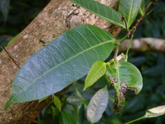Ficus virgata