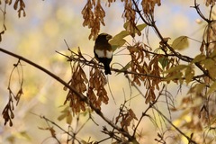 Coccothraustes vespertinus
