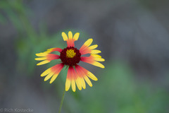 Gaillardia coahuilensis