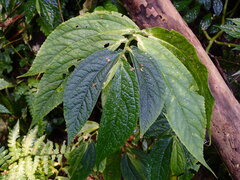 Elatostema platyphyllum