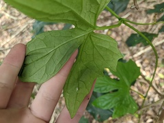 Diplocyclos palmatus