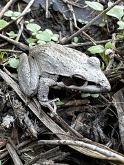 Litoria latopalmata