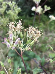 Arnoglossum atriplicifolium