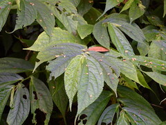 Elatostema platyphyllum