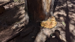 Laetiporus conifericola