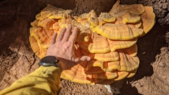 Laetiporus conifericola