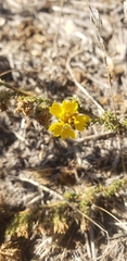 Holocarpha virgata virgata