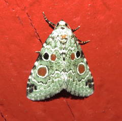 Maliattha concinnimacula