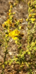 Holocarpha virgata virgata
