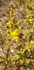 Holocarpha virgata virgata