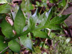Leptochilus ellipticus