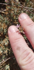 Frankenia salina
