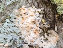 Erythricium aurantiacum