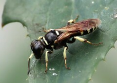 Ectemnius lapidarius