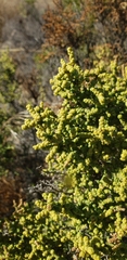 Allenrolfea occidentalis