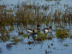 Branta bernicla