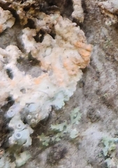Erythricium aurantiacum