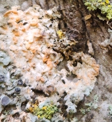 Erythricium aurantiacum