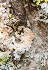 Erythricium aurantiacum