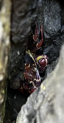 Leptograpsus variegatus