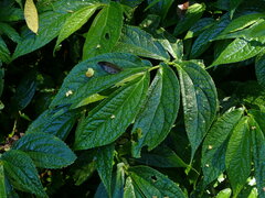 Elatostema platyphyllum