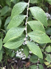 Lithospermum latifolium