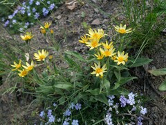 Arnica mollis