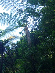 Sphaeropteris lepifera