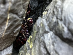 Leptograpsus variegatus
