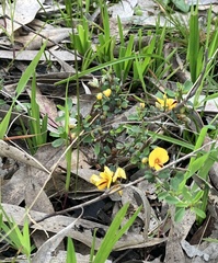 Pultenaea largiflorens