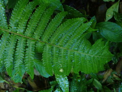 Sphaerostephanos taiwanensis
