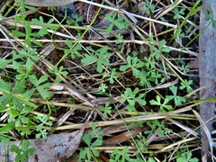 Hydrocotyle paludosa