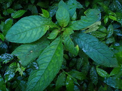 Rhynchotechum discolor