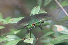 Papilio paris