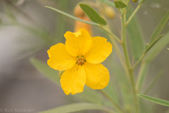 Senna roemeriana